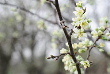 Naklejka premium Hoilday of life, cherry blossoms over blurred nature background