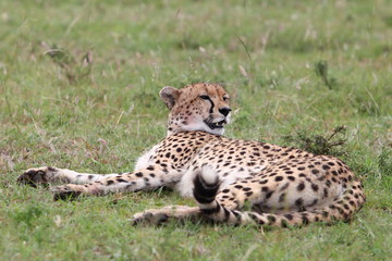 relaxing cheetah