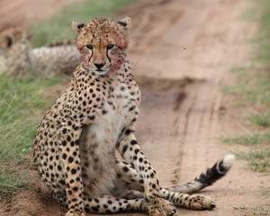 cheetah with blood in face