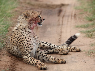 cheetah after hunting