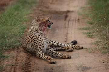 cheetah after hunting