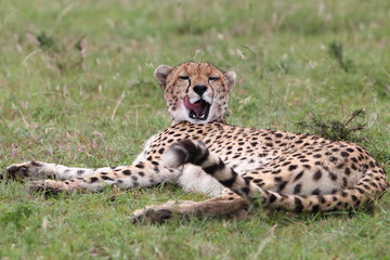 Fototapeta na wymiar Cheetah yawns