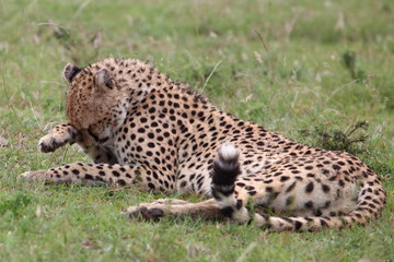 Cheetah washes