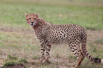 Fototapeta na wymiar portrait of a Cheetah