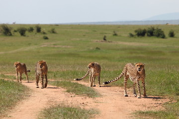 Naklejka na ściany i meble Cheetahs in african savannah