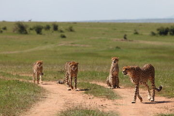 family of cheetahs