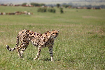 wild cheetah is hunting