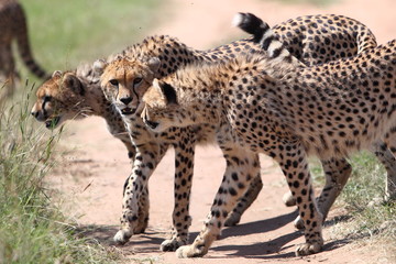 Wild cheetahs