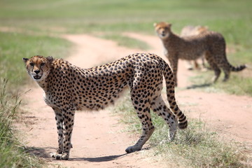 wild cheetahs