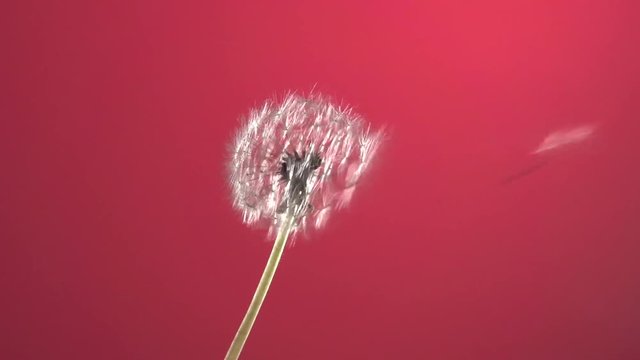 The wind blows away dandelion seeds on a red background. Chroma key. Slow motion 240 fps. 