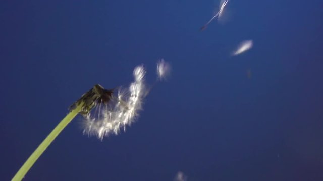 The wind blows away dandelion seeds on a blue background. Chroma key. Slow motion 240 fps. 