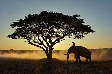 Fototapeta na wymiar Elephant and Man hometown in the field on during sunrise ,Surin Thailand