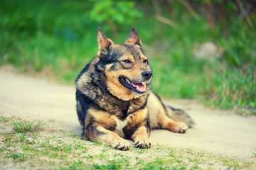 Dog lying on dirt road in summer.