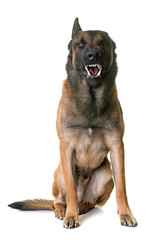 aggressive belgian shepherd malinois