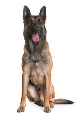 belgian shepherd malinois