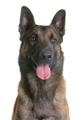 belgian shepherd malinois
