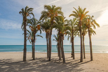 Palm trees on sandy beach with sunlight