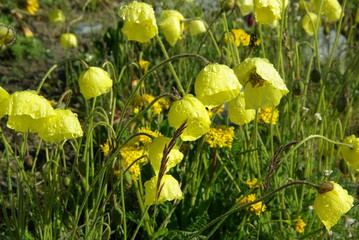 Altay's flower