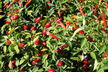 Red chili in farm.Fresh red chili in farm on sunlight