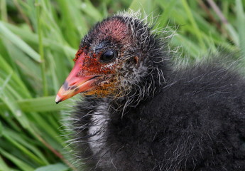 Baby Eurasian Coot (Fulica atra), close-up of the fuzzy head