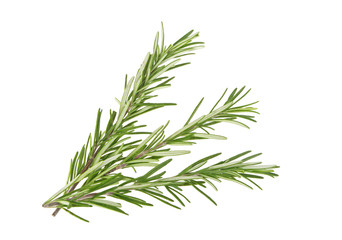 Fresh green sprig of rosemary isolated on a white background