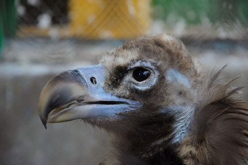 The head of Cinereous vulture