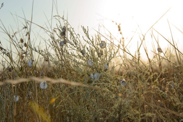 Fototapeta premium a lot of snails on the dry grass
