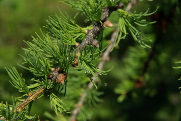 Altay's flower