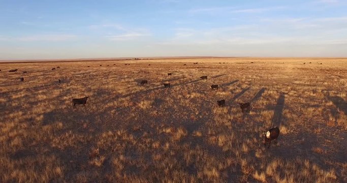 Cows Evening Light fly over Aerial, 4K, 16s, 5of7, Stock Video Sale - Drone Discoveries llc.