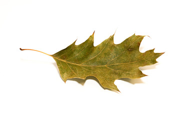 One dry fallen oak leaf on white