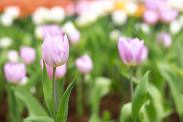 Stock Photo - colorful tulips flower blooming in floral garden