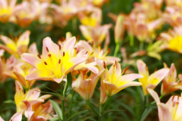 Stock Photo - colorful tulips flower blooming in floral garden