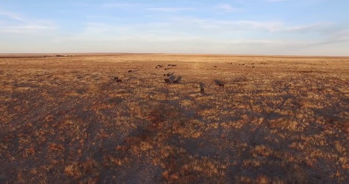 Cows Wrap around Magic HOUR Aerial, 4K, 21s, 3of7, Stock Video Sale - Drone Discoveries llc.