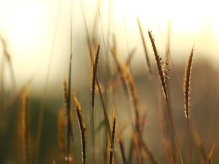 Stock Photo - Grass. Fresh green spring grass with dew drops closeup