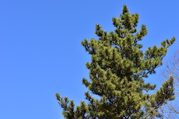 青空と樹木