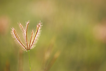 Stock Photo - Beautiful dew grass with drops in the morning light