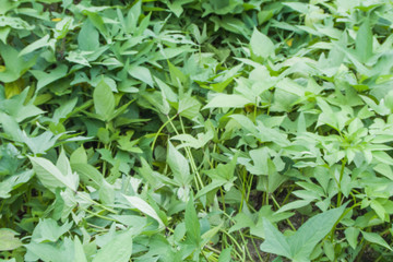 green and grass