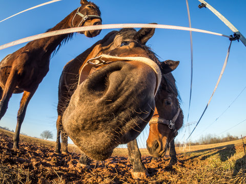 Pferde Portrait Fish-Eye