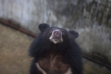 Vietnam bear