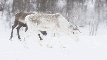 Naklejka premium reindeer