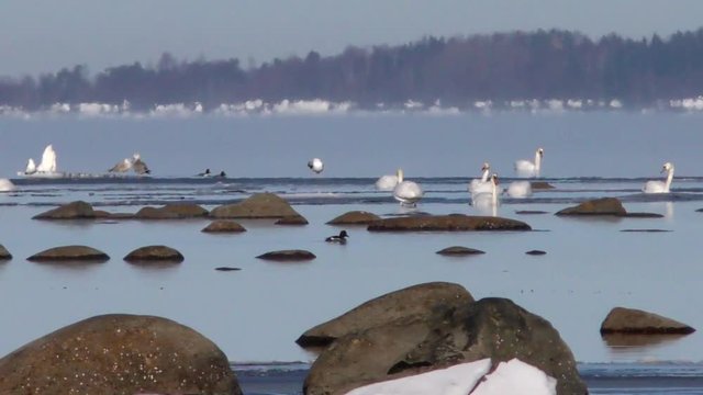 White wild migratory swans swim in the North sea in winter. Birds floating in the ice cold water. The landscape of the icy expanse. View of the nature of Northern animals.