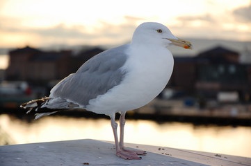 Standing seagull, blurry background, Oslo Opera House