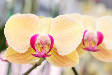 Yellow phalaenopsis orchid flower