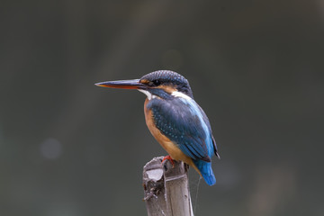 The common kingfisher also known as the Eurasian kingfisher, and river kingfisher, is a small kingfisher with seven subspecies recognized within its wide distribution across Eurasia and North Africa.