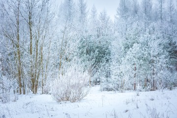 Polish winter landscape
