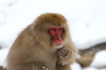 Japanese snow monkey scratching face