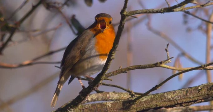 Robin singing on tree branch direct view