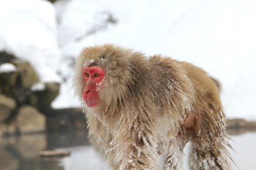 Naklejka premium japanese snow monkey hot spring