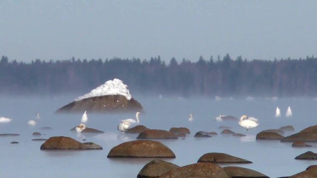 Wild white swans in the natural environment of the North sea. Birds floating in the ice cold water. The landscape of the icy expanse. View of the nature of Northern animals.