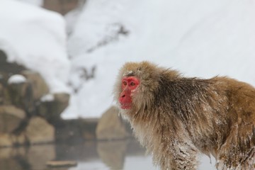 japanese snow monkey near hot spring